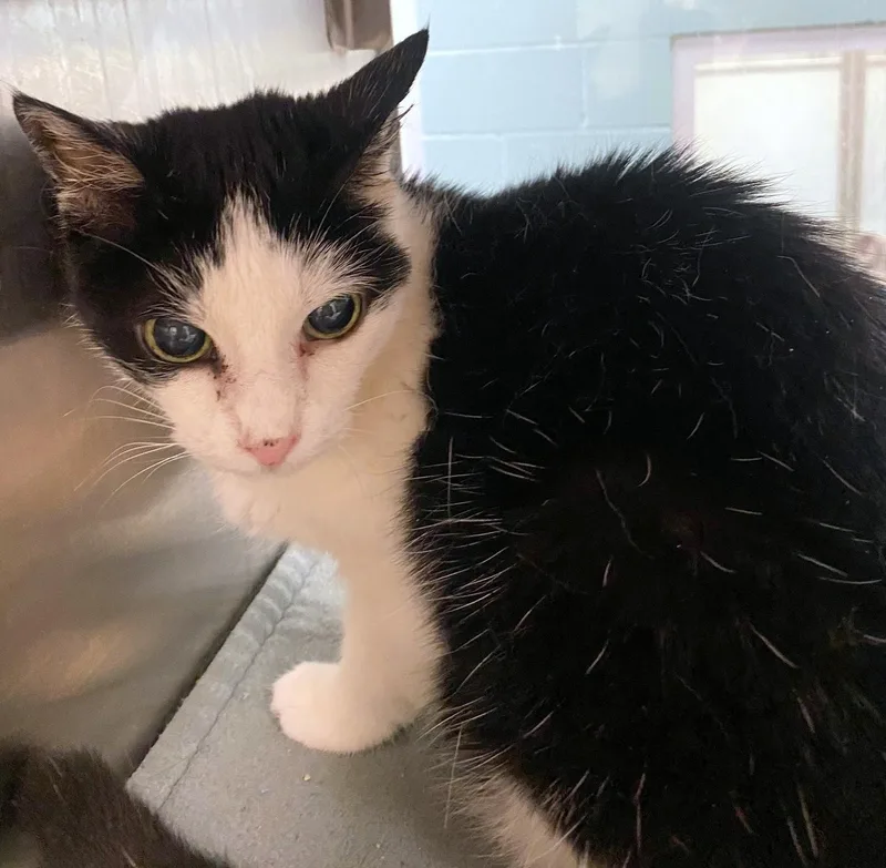 An adult medium-sized female Domestic Short Hair cat named Pickle A for adoption in Plano, TX