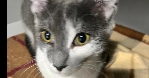 A baby medium-sized male Gray & White Domestic Short Hair cat named Gobblewonker for adoption in Anoka, MN
