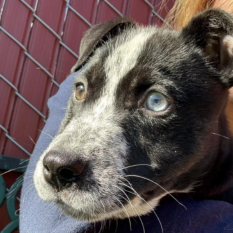 A young small-sized female Black Pit Bull Terrier dog named Eggnog for adoption in Buellton, CA