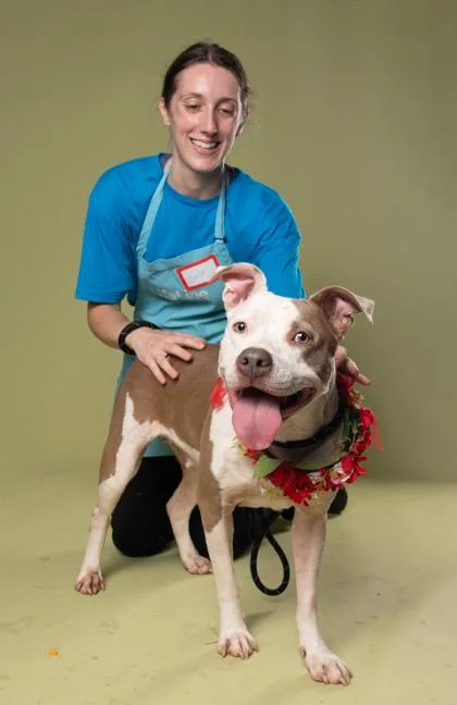 An adult large-sized female Pit Bull Terrier dog named Howlie for adoption in Atlanta, GA