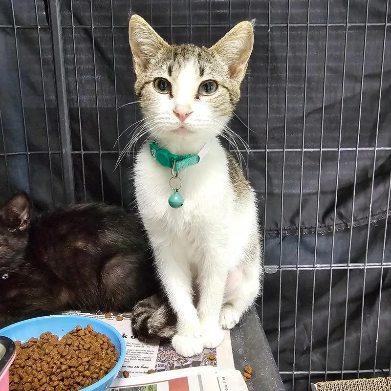 A young small-sized male White Domestic Short Hair cat named Mico for adoption in Milton, FL
