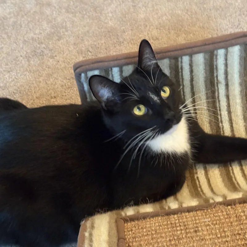 A young small-sized male Black Domestic Short Hair cat named Harvey for adoption in Hopkinton, MA