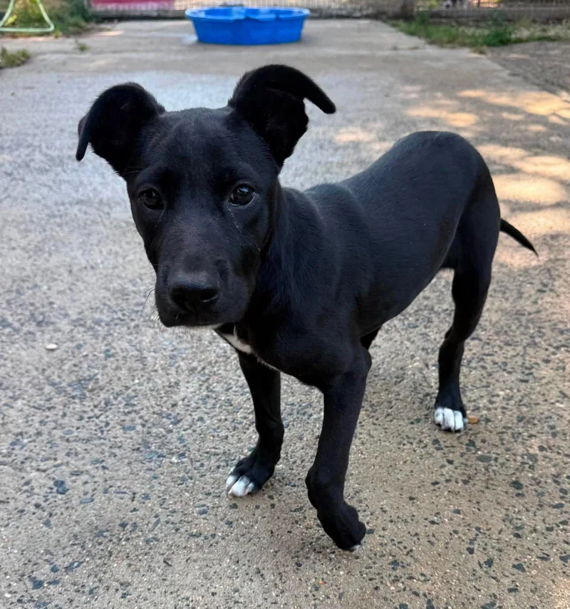 A baby medium-sized female Retriever dog named Lina for adoption in Holbrook, NY