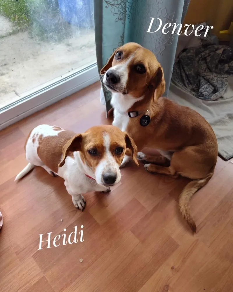 Denver Bonded Wheidi thumbnail 5