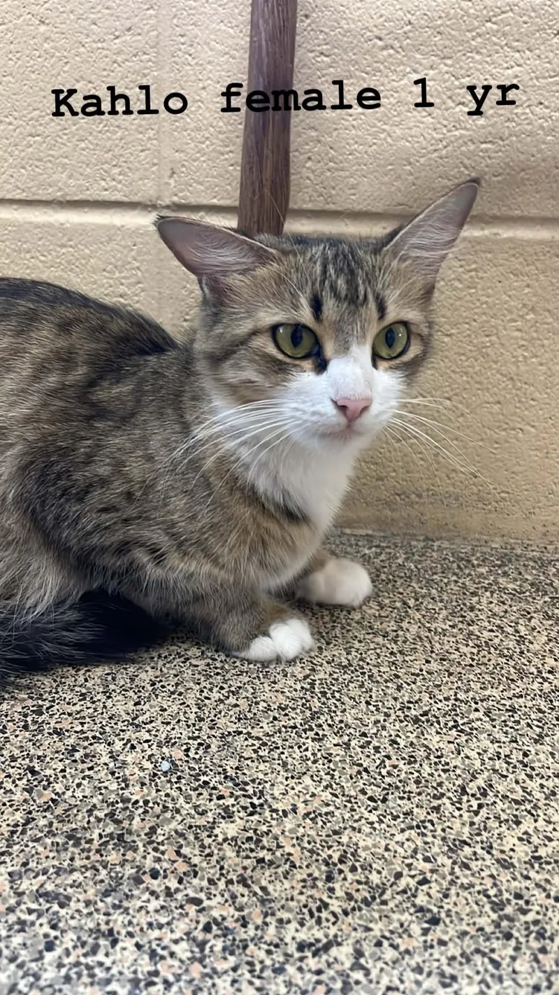 An adult medium-sized female Tabby (Brown / Chocolate) Domestic Short Hair cat named Kahlo for adoption in Fort Payne, AL