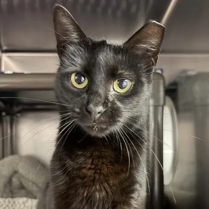 Penelope thumbnail 2