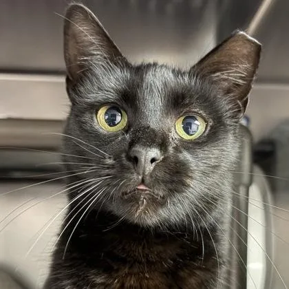 Penelope thumbnail 3