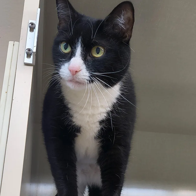 An adult medium-sized female Black & White / Tuxedo Domestic Short Hair cat named Midnight for adoption in Saint Marys, PA
