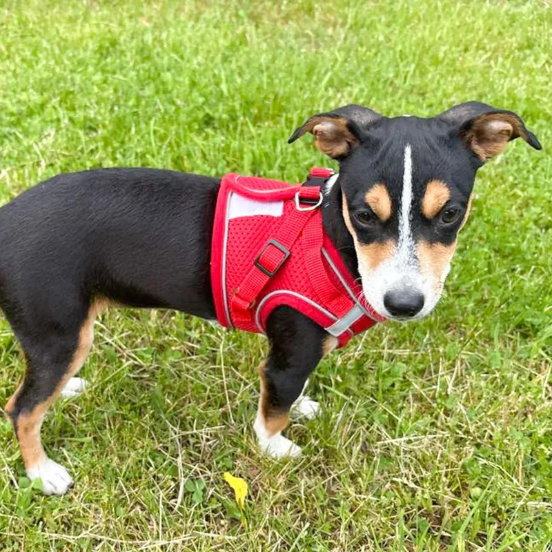 A baby small-sized female Tricolor (Brown, Black, & White) Chihuahua dog named Zoey for adoption in Albany, NY