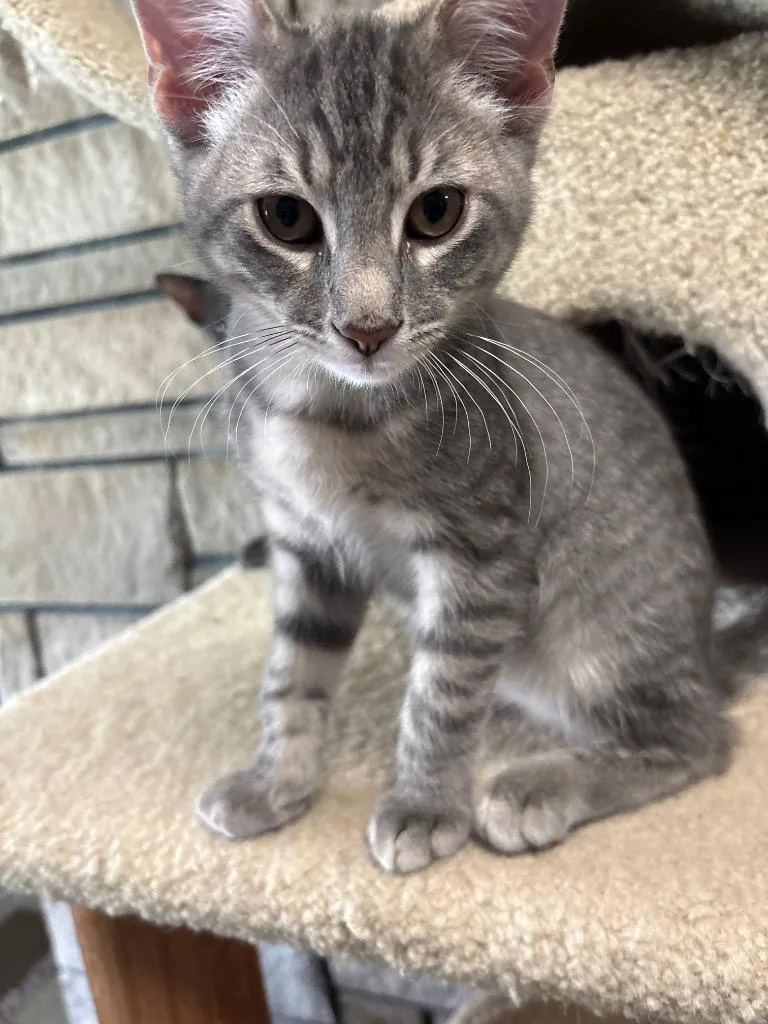 A baby small-sized male Domestic Short Hair cat named Luke for adoption in Ballwin, MO