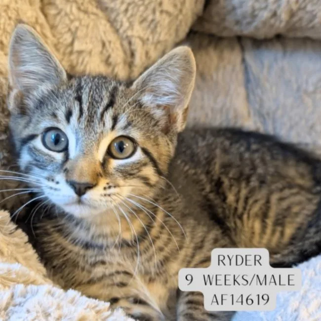 A young medium-sized male Tabby (Brown / Chocolate) Domestic Short Hair cat named Ryder for adoption in Supply, NC