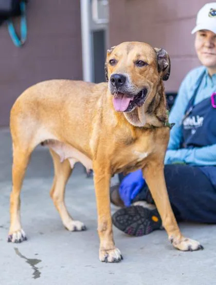 An adult large-sized female Mixed Breed dog named Sparkling Ice for adoption in Chamblee, GA