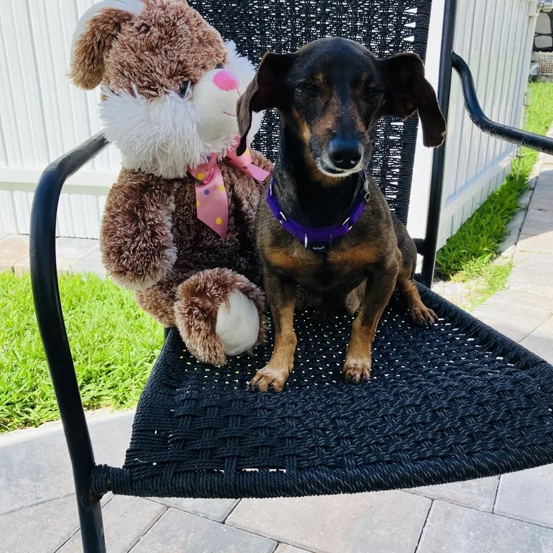 A senior small-sized male Brown / Chocolate Dachshund dog named Luigi for adoption in West Palm Beach, FL
