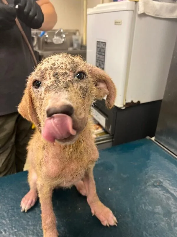 A young medium-sized female Brown / Chocolate Mixed Breed dog named Fishstick for adoption in Mobile, AL