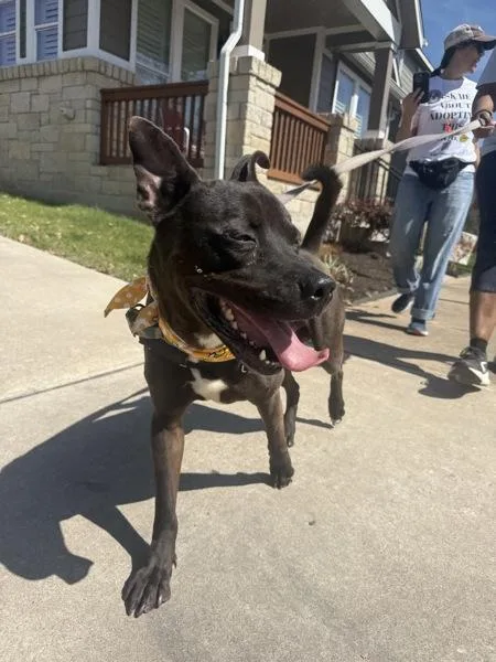 An adult large-sized male Pit Bull Terrier dog named S'Mores for adoption in Austin, TX