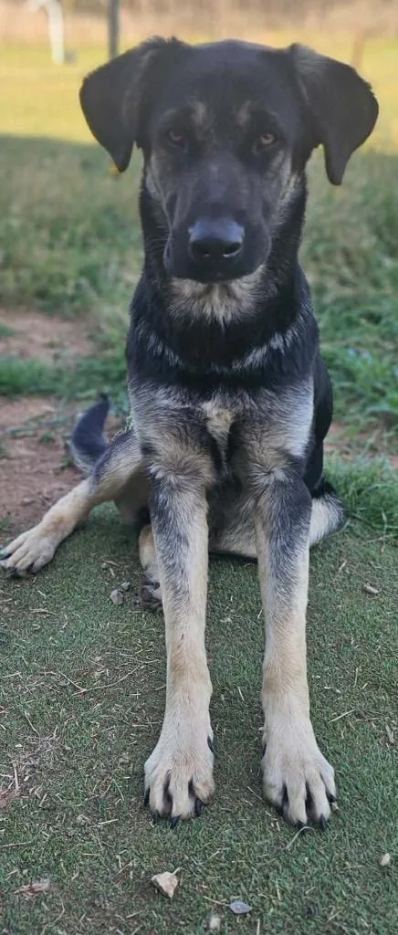 Rolo