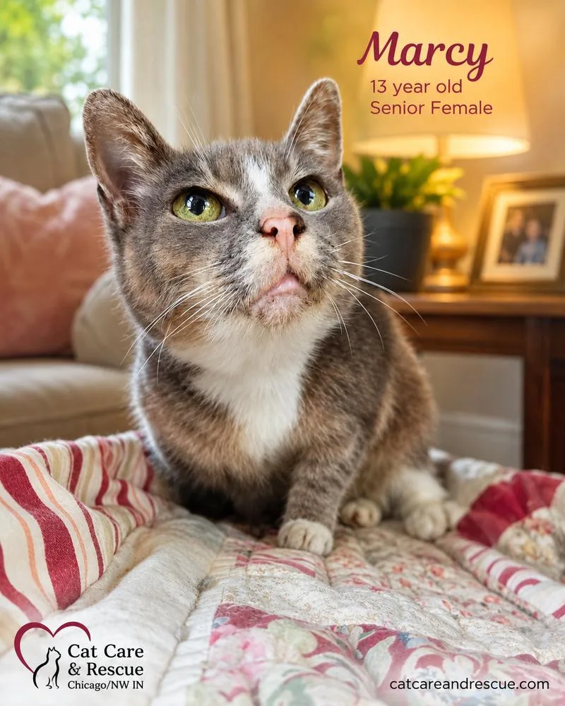 A senior medium-sized female Gray & White Domestic Short Hair cat named Barbara Bonded Pair with for adoption in Chicago, IL