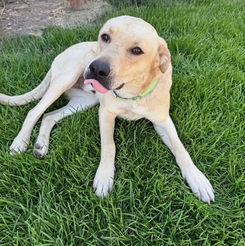 An adult large-sized male Yellow / Tan / Blond / Fawn Yellow Labrador Retriever dog named Golden Boy for adoption in stockton, CA