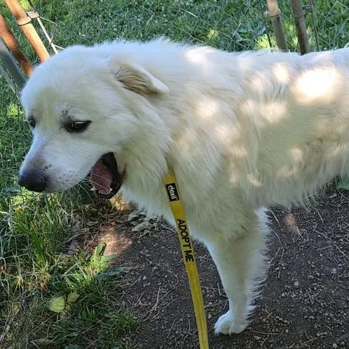 An adult large-sized male White / Cream Great Pyrenees dog named Apollo for adoption in Columbia Station, OH