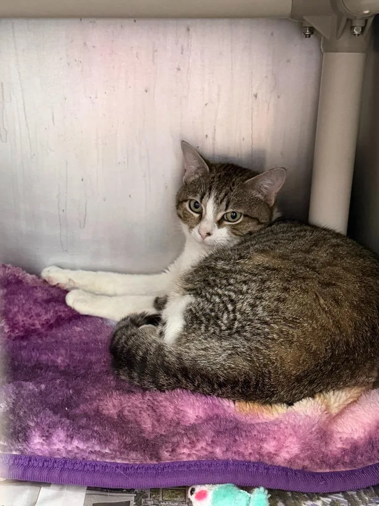 A young medium-sized male Domestic Short Hair cat named I Spy for adoption in Cincinnati, OH