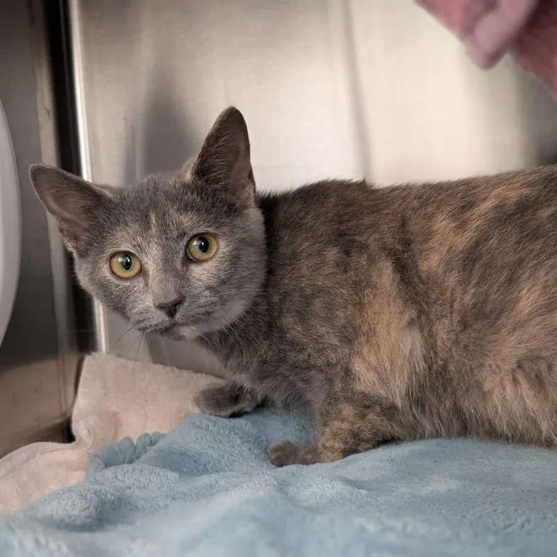 A baby small-sized female Domestic Short Hair cat named Kayla for adoption in Pittsburgh, PA