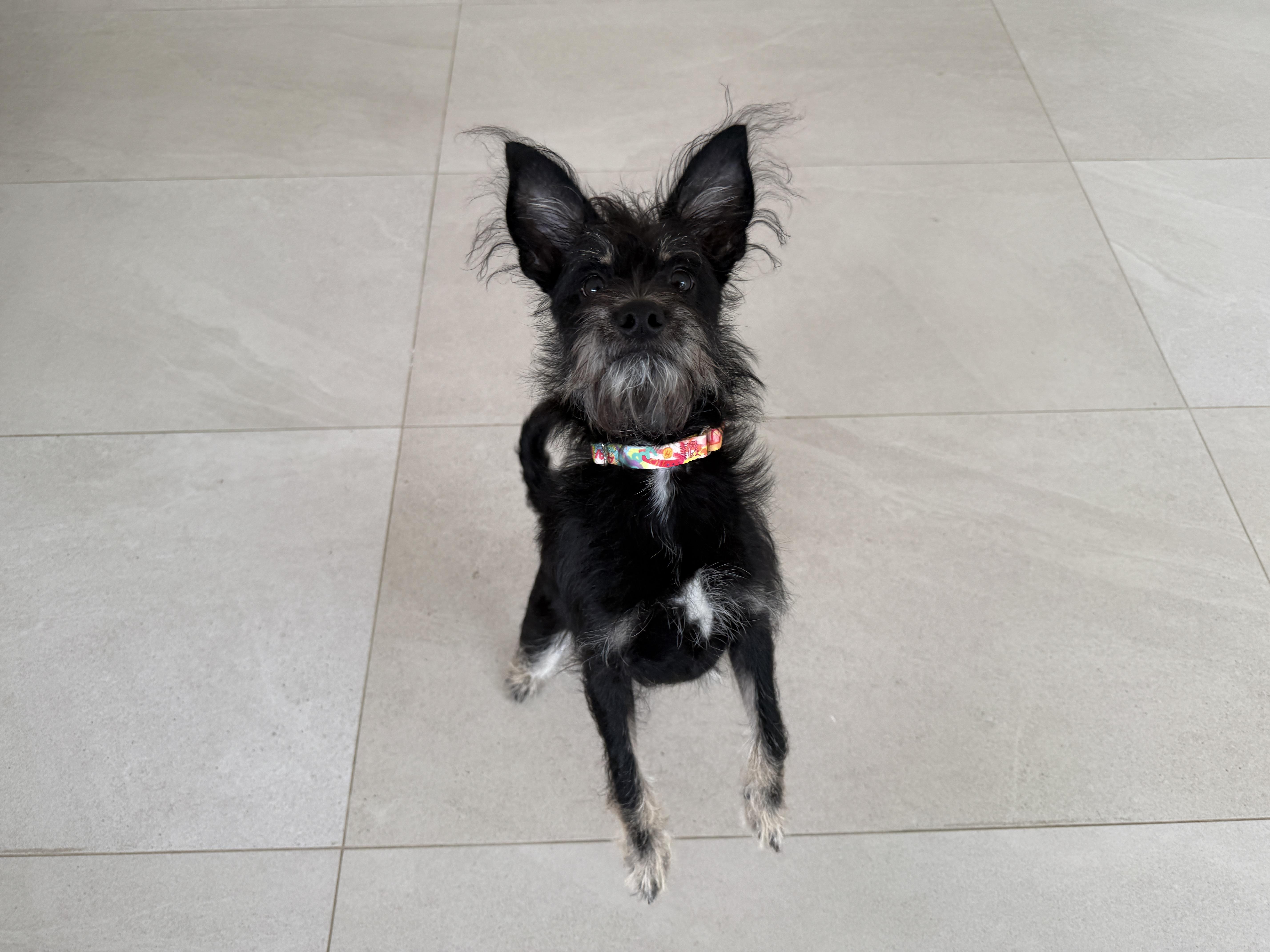 A baby small-sized male Mixed Breed dog named Dougal for adoption in Evanston, IL