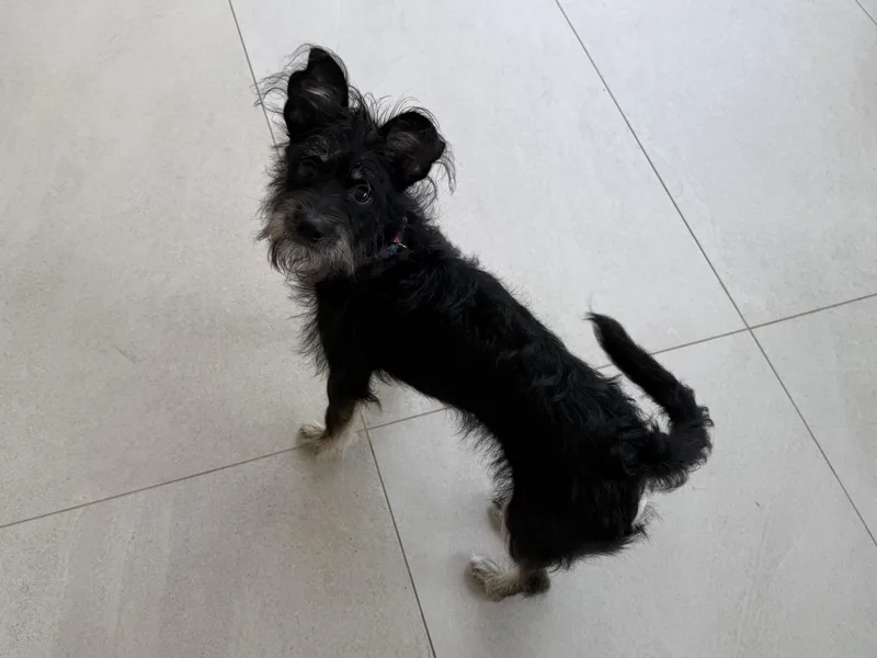 Dougal thumbnail 3