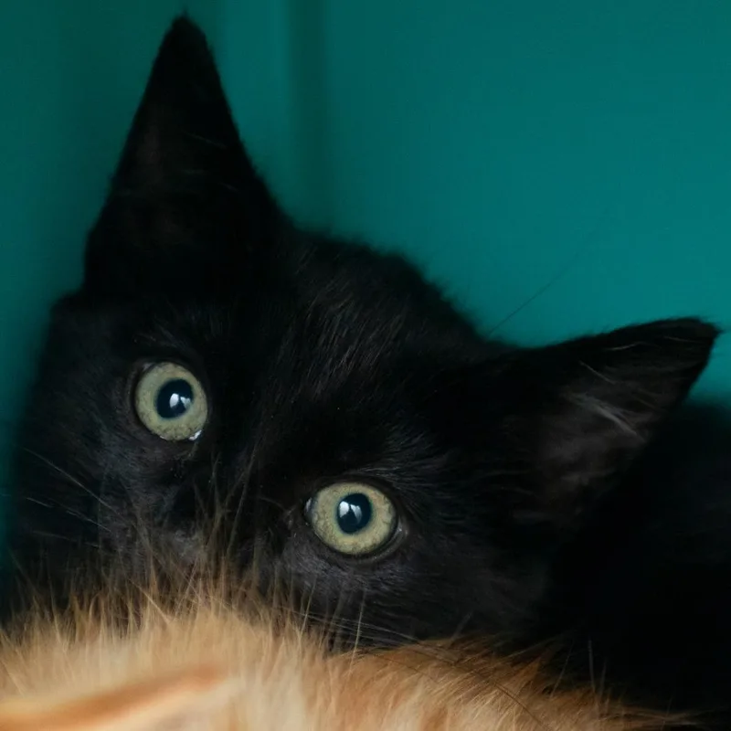 A baby small-sized female Domestic Short Hair cat named Allstate for adoption in Middletown, RI