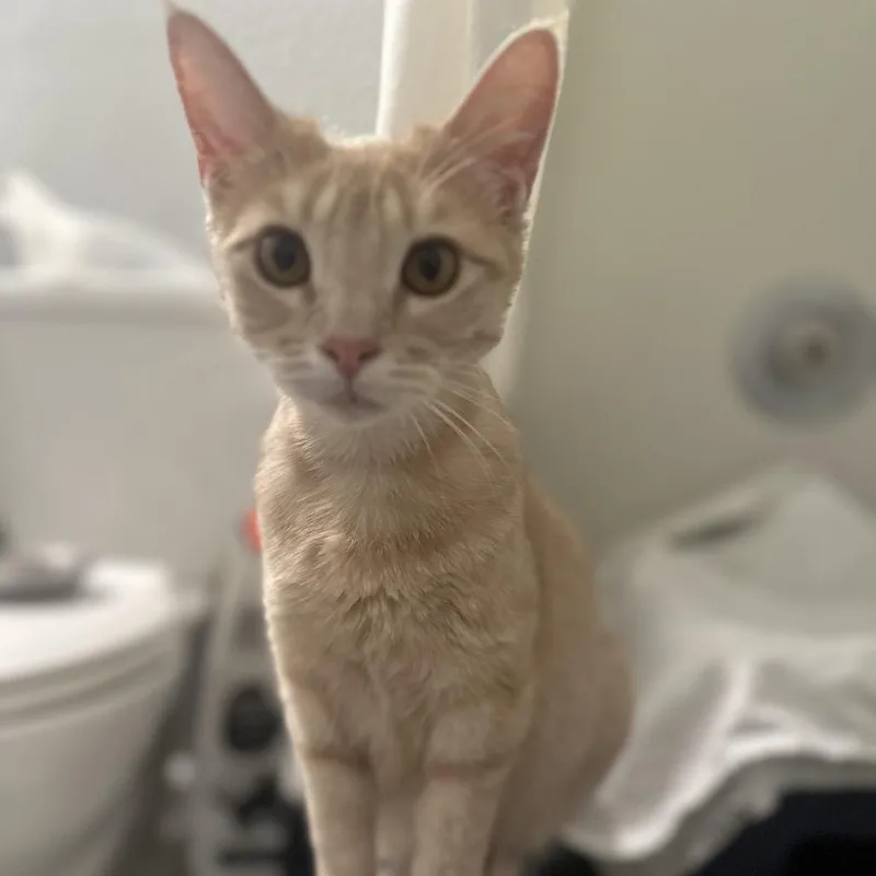 Mama Peaches thumbnail 4