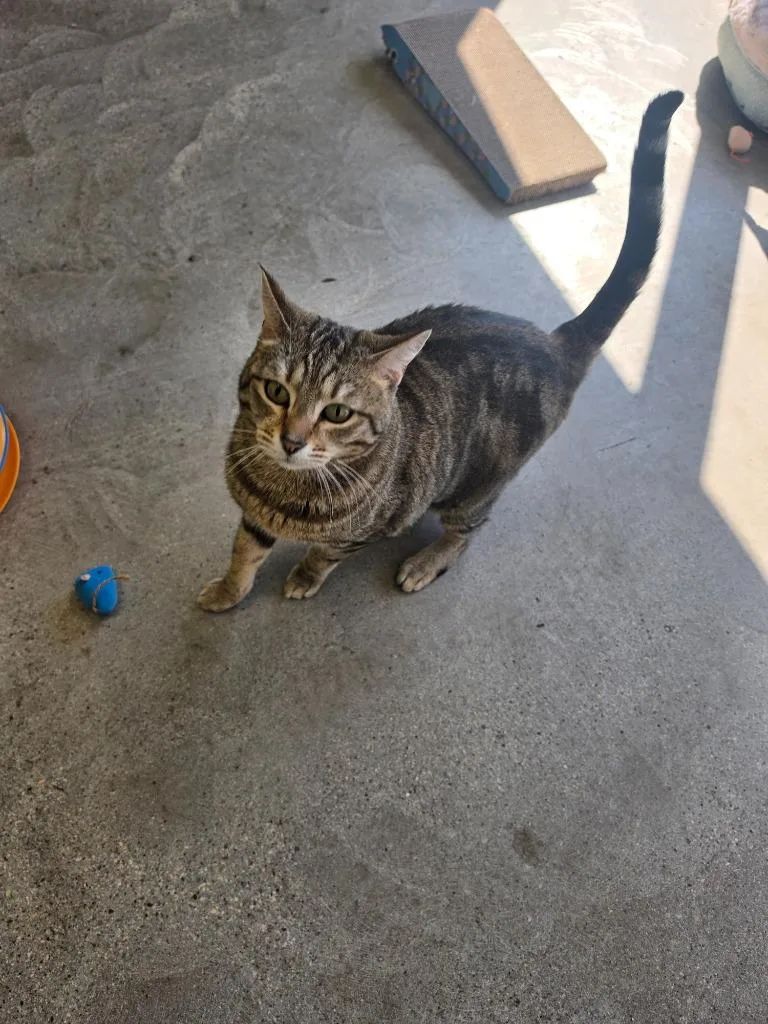 An adult medium-sized female Bengal cat named Nala for adoption in Minot, ND