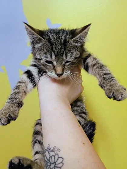 A young small-sized female Domestic Short Hair cat named Lady Whisker Bottom for adoption in Beatrice, NE