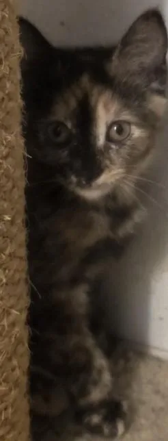 A baby small-sized female Domestic Short Hair cat named Kaylynn for adoption in Verona, WI