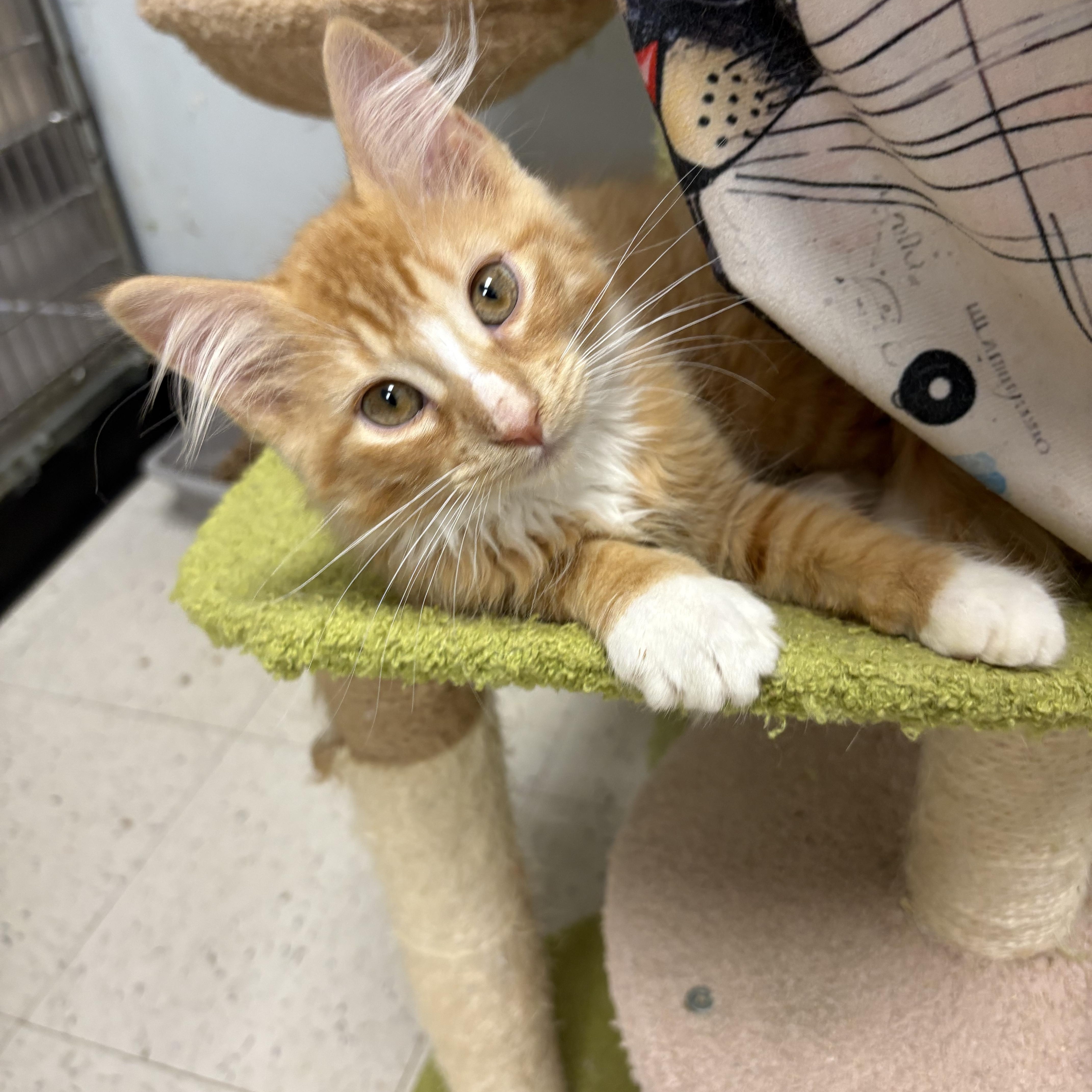 A baby small-sized male Domestic Short Hair cat named Mochiato for adoption in North Arlington, NJ
