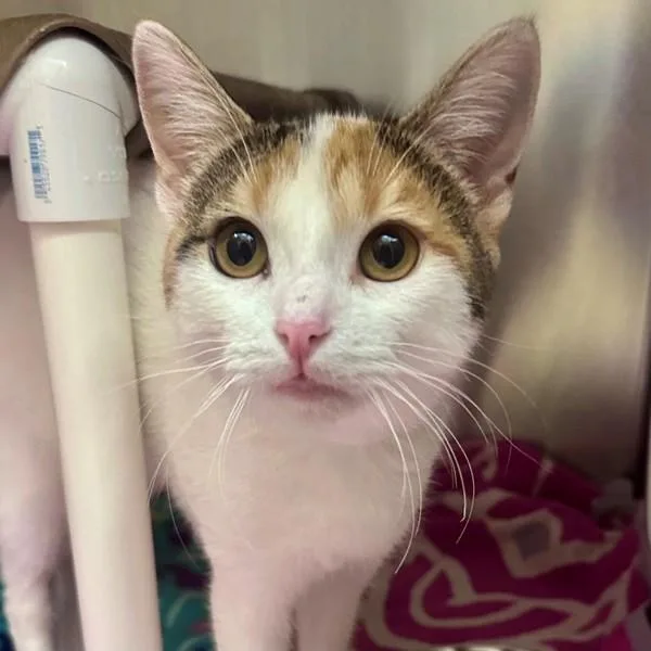A young medium-sized female Domestic Short Hair cat named Relish for adoption in Walnut Creek, CA