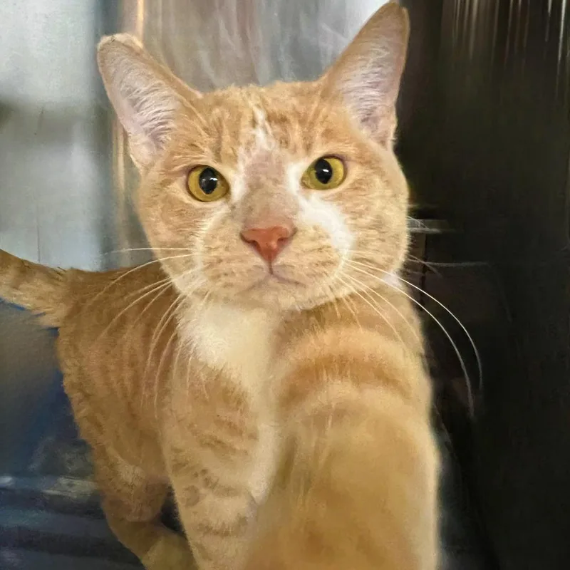An adult large-sized male Buff / Tan / Fawn Domestic Short Hair cat named W. Edwards for adoption in Springfield, IL