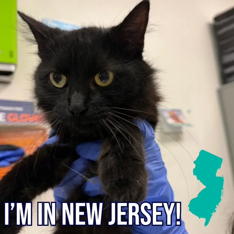 A young medium-sized female Black Domestic Medium Hair cat named Tetley for adoption in Charleston, WV