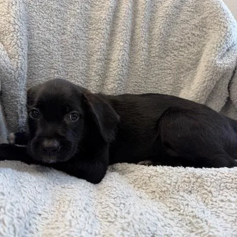 A baby small-sized female Black Pit Bull Terrier dog named Noir for adoption in Hawthorne, CA