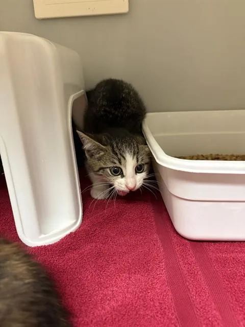 A baby small-sized male Domestic Short Hair cat named Egg Roll for adoption in Statesville, NC