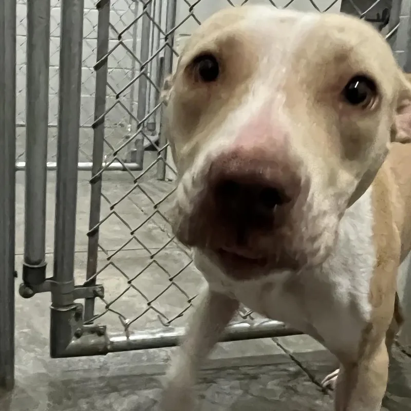 An adult medium-sized female Pit Bull Terrier dog named Santa Cruz for adoption in Richmond Hill, GA