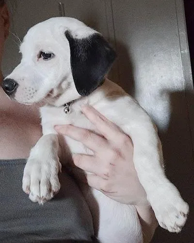 A young medium-sized female White / Cream Retriever dog named Pixie for adoption in Lake Wylie, SC