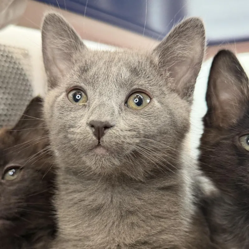 A baby small-sized female Domestic Short Hair cat named Jump Rope for adoption in Los Angeles, CA