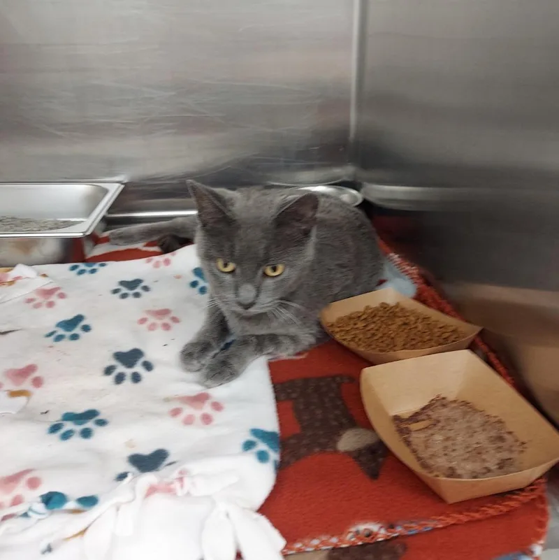 A young medium-sized female Domestic Short Hair cat named Mermaid for adoption in Hartsville, SC
