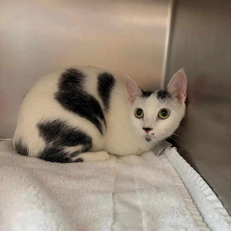 A young medium-sized female White Domestic Short Hair cat named Paris for adoption in Council Bluffs, IA