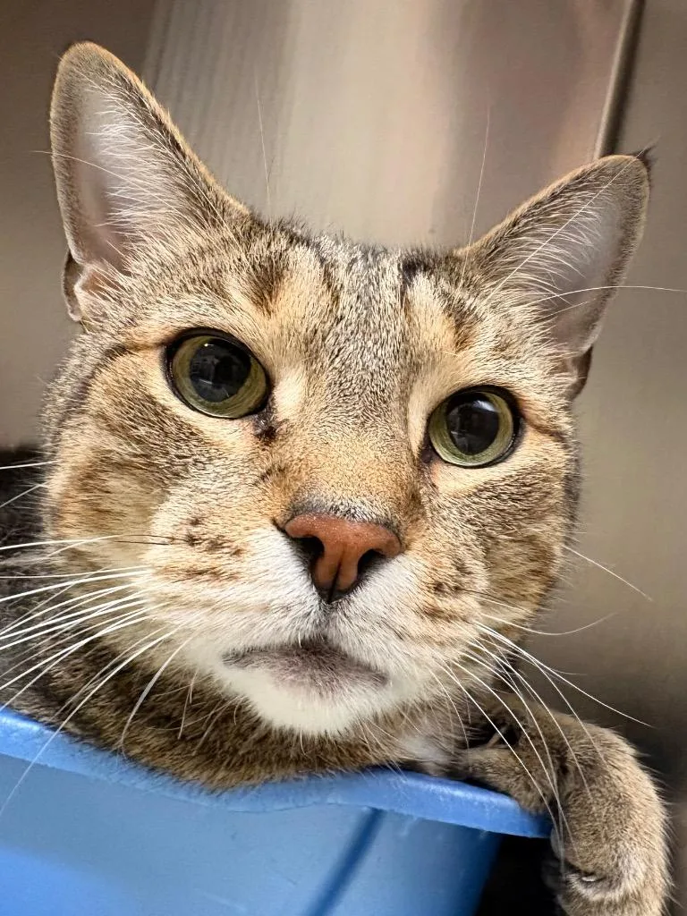 An adult medium-sized male Domestic Short Hair cat named Akela for adoption in Fall River, MA