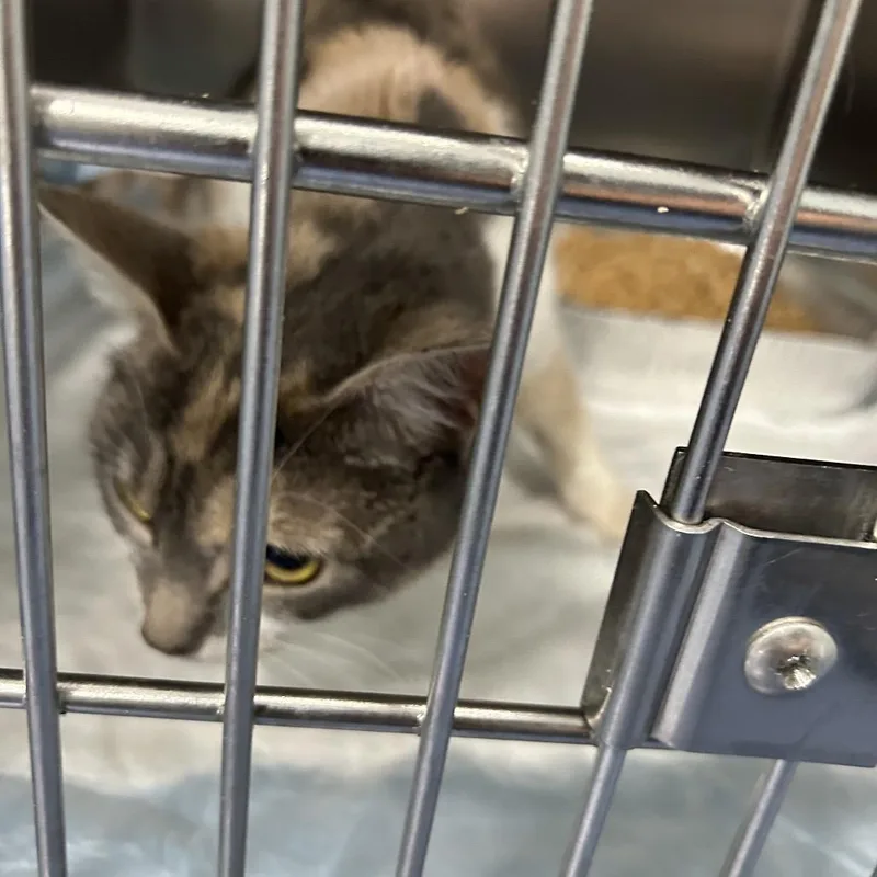 An adult medium-sized female Calico Domestic Short Hair cat named Gemma for adoption in Greensboro, NC