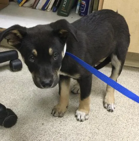 A baby small-sized female Rottweiler dog named Blossom for adoption in Riverside, CA