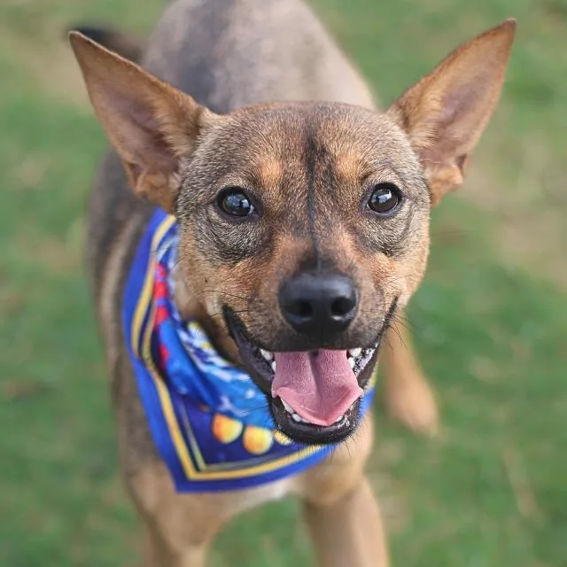 A young medium-sized female Shepherd dog named Unica for adoption in San Antonio, TX