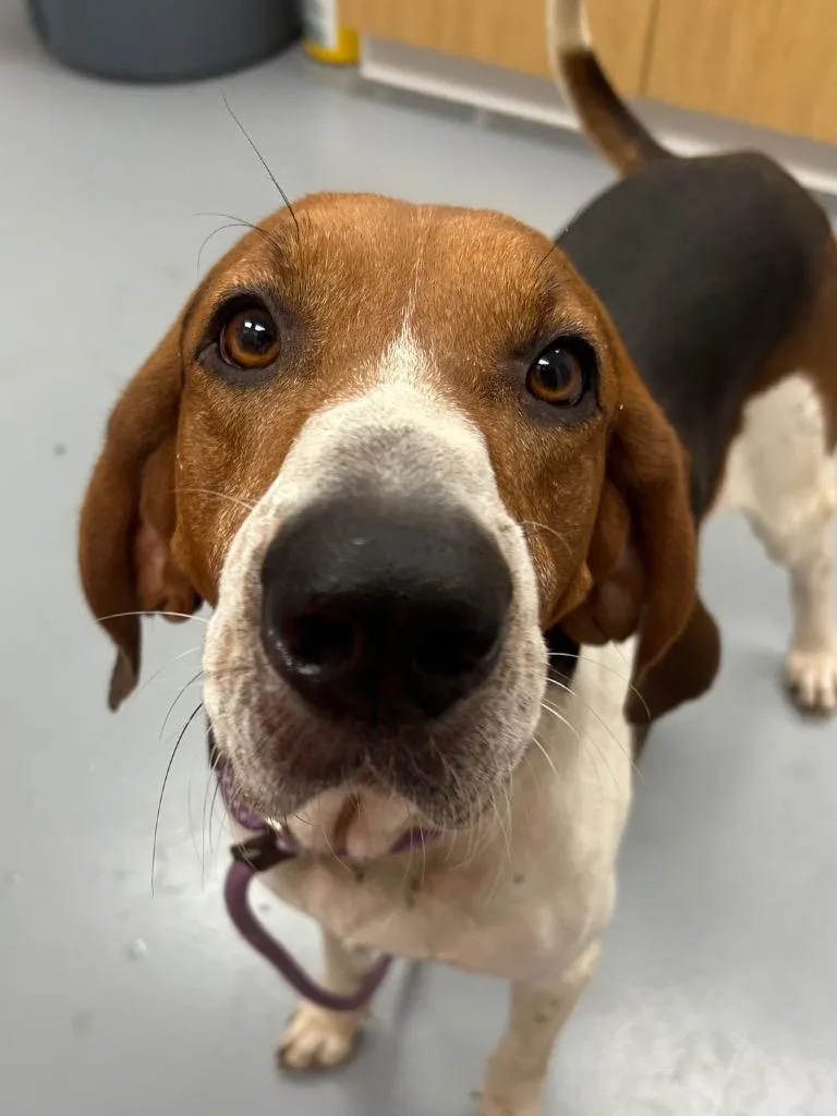 An adult medium-sized male Hound dog named Durango for adoption in Hartsville, SC
