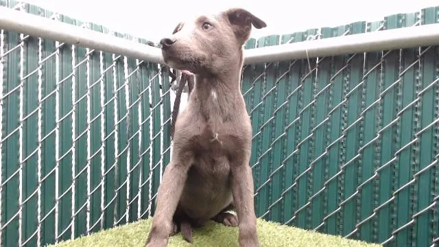 A baby medium-sized male Pit Bull Terrier dog named Baxter for adoption in Downey, CA