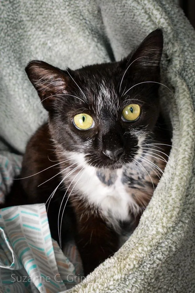A young small-sized male Exotic Shorthair cat named Dan for adoption in New Orleans, LA